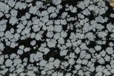 Polished Snowflake Obsidian Section - Utah #117779-1